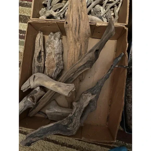Driftwood 42# Lotaquarium terrarium beach decor‎ taxidermy Hermit Crabs +++